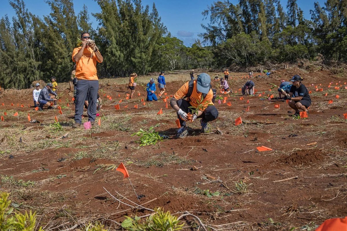 Aloha Puu Kukui volunteers planting seedlings in West Maui